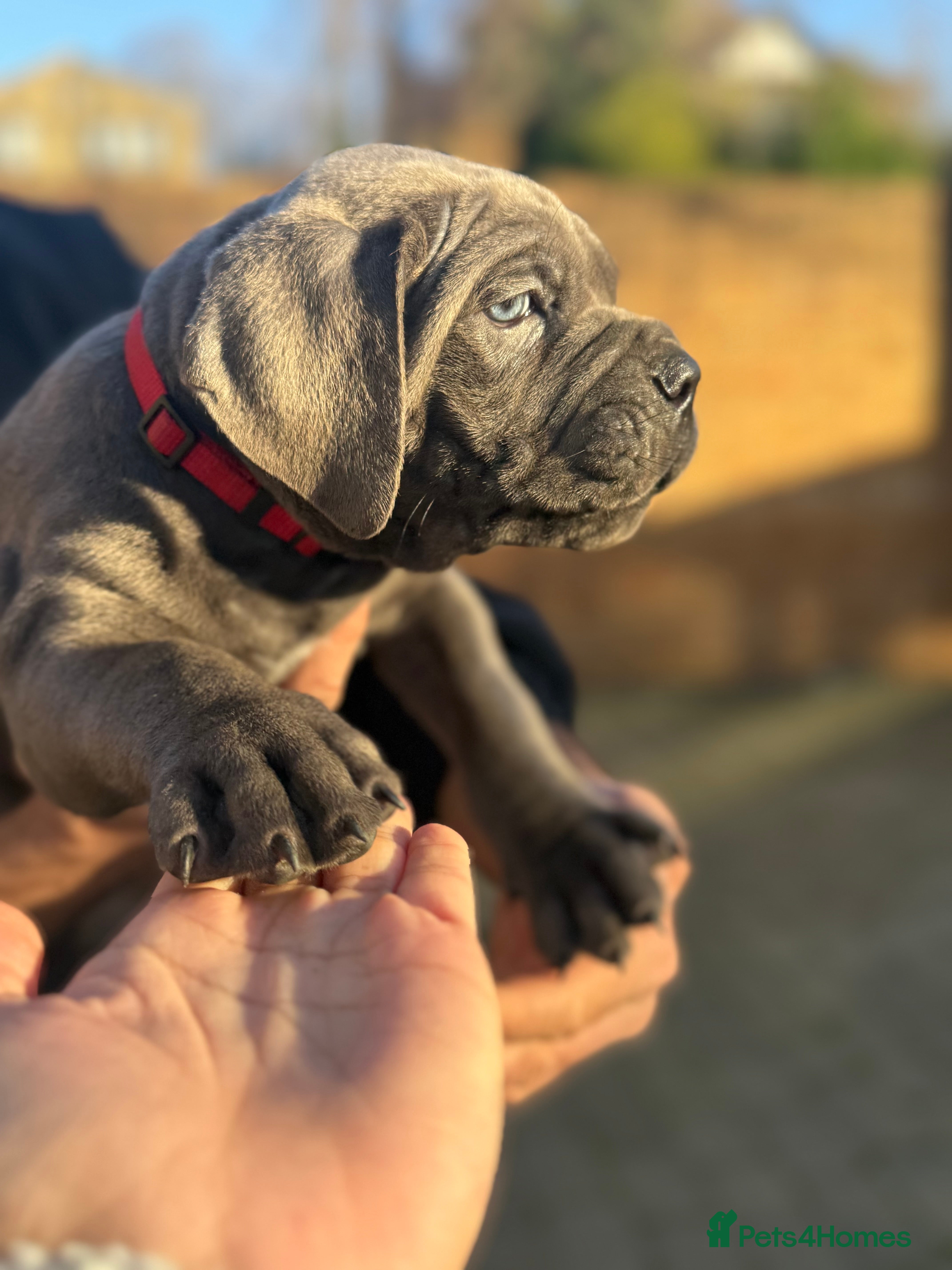 Cane Corso dogs Lupo D’Italia Kennels - Advert 2