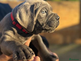Cane Corso dogs Lupo D’Italia Kennels - Advert 7
