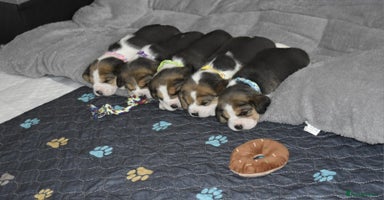 Beagle dogs - Advert 10