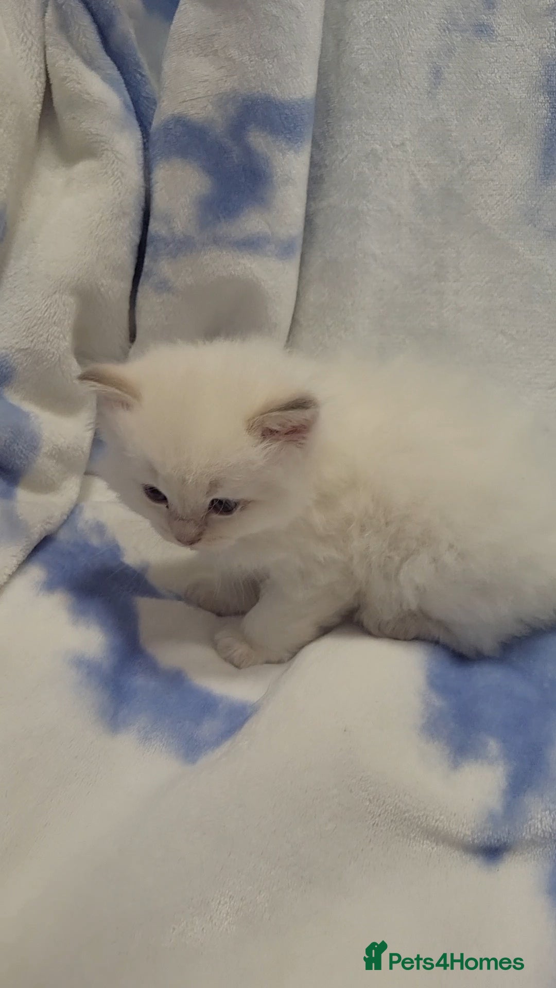 Ragdoll cats for sale: GCCF registered Males - Advert 2