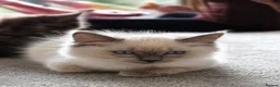 Ragdoll cats for sale: Stunning ragdoll kittens for sale.  - Advert 17