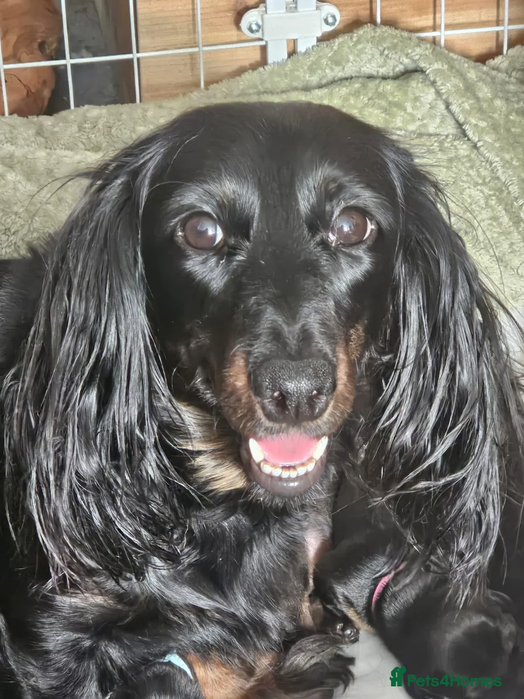 Dachshund dogs for sale: Adorable puppies4sale♥️💙 - Advert 1