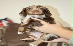 Cockapoo dogs for sale: Adorable Cockerpoo puppies F1B - Image 9