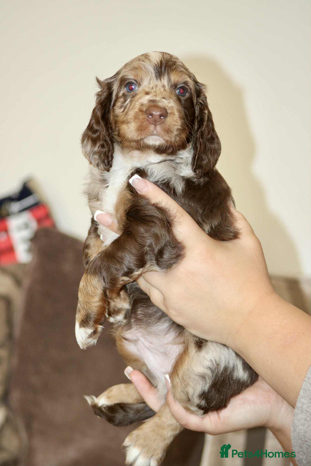 Cockapoo dogs for sale: Adorable Cockerpoo puppies F1B - Image 9