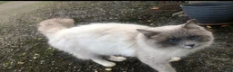 Ragdoll cats for sale: Ragdoll kittens2boy 1 girl £325 - Advert 19