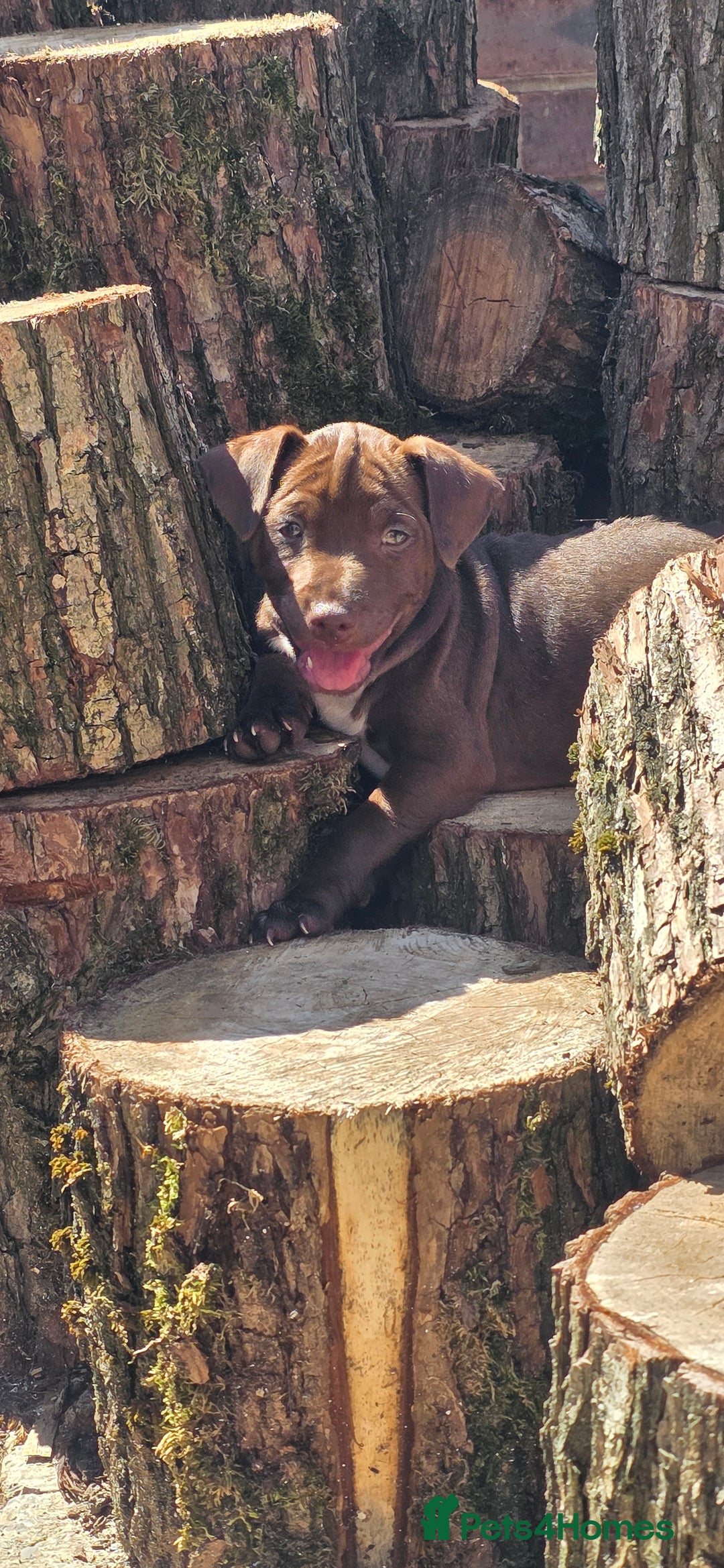 Patterdale Terrier dogs for sale: Chocolate paterrdale  - Image 3