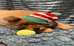 Chow Chow dogs for sale: Chow Puppies looking for new home - Image 25