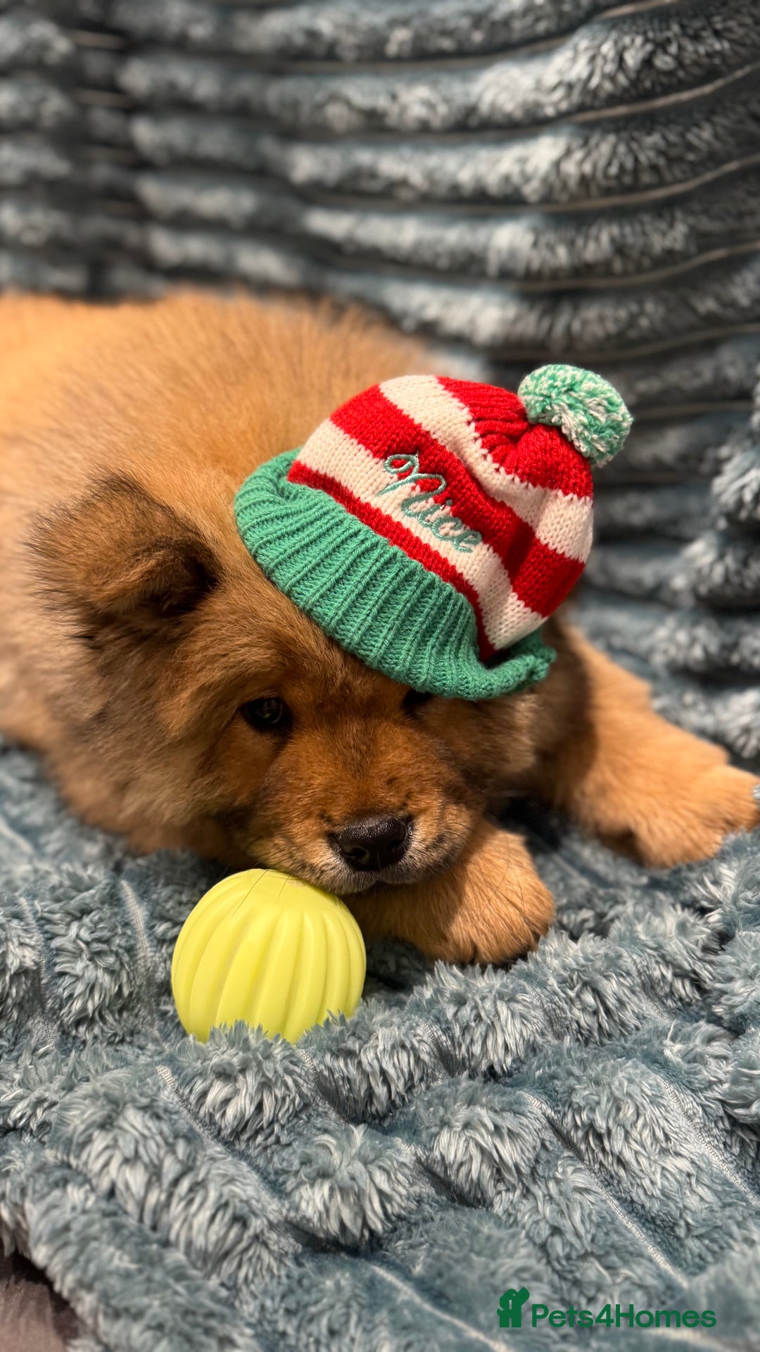 Chow Chow dogs for sale: Chow Puppies looking for new home - Image 25