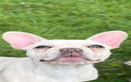 French Bulldog dogs for sale: French bulldogs puppies for sale  - Image 3