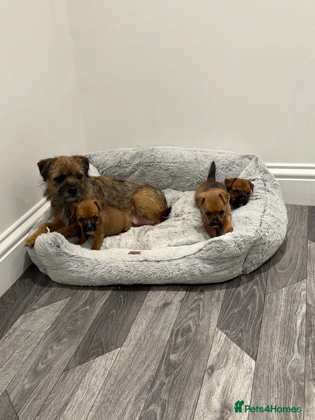 Mixed Breed dogs for sale: Border terrier x jack russel  - Advert 1