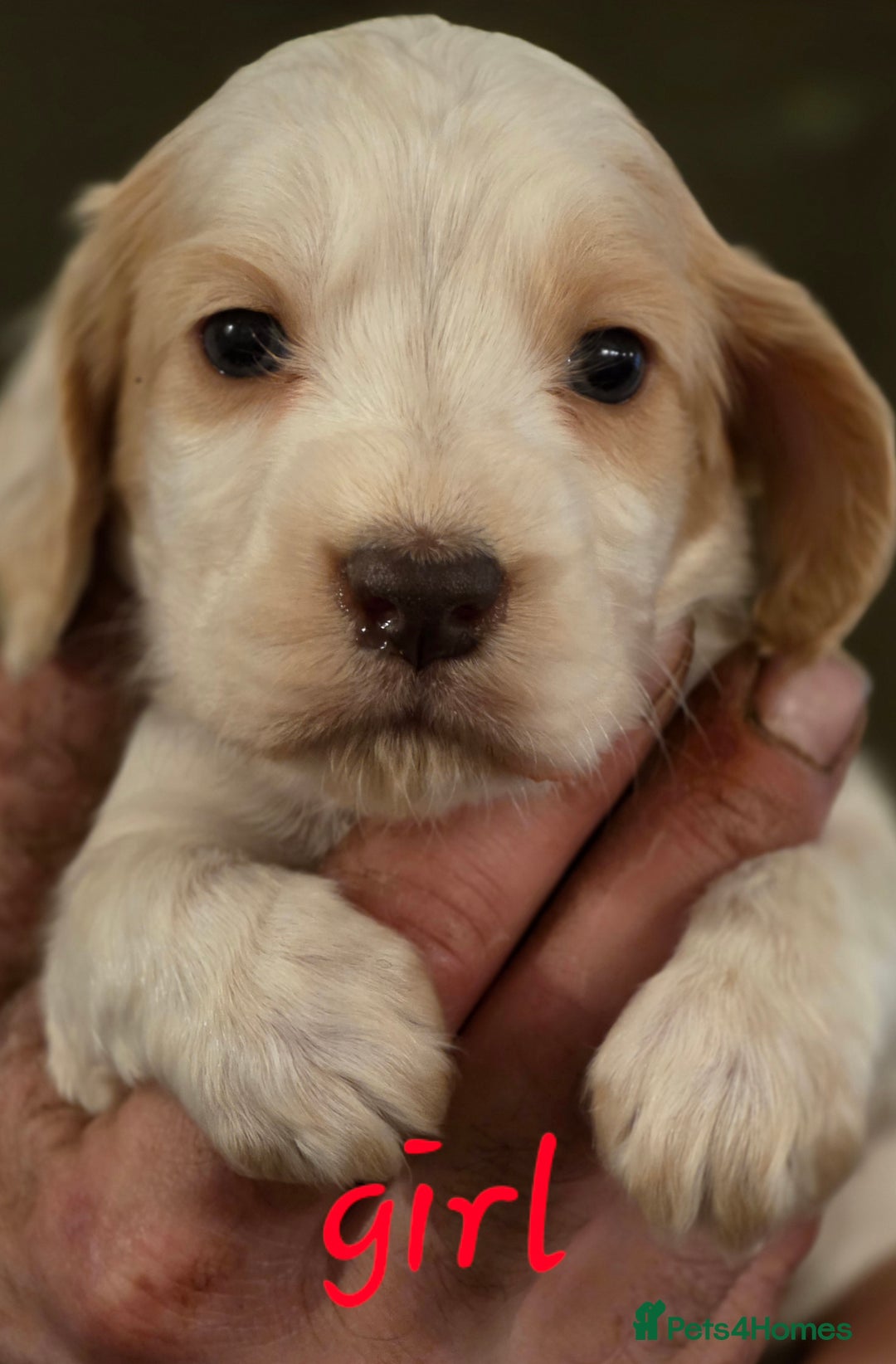 Cocker Spaniel dogs for sale: Stunning litter cocker spaniel puppies  - Advert 1