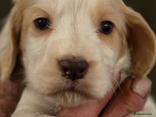 Cocker Spaniel dogs Stunning litter cocker spaniel puppies - Advert 3