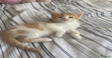 Domestic Shorthair cats - Advert 13