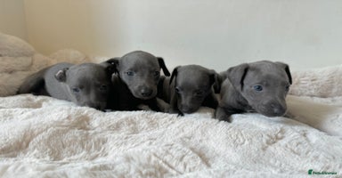 Whippet dogs - Advert 3