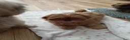 Shih Tzu dogs for sale: Imperial Shih Tzu puppy - Advert 3