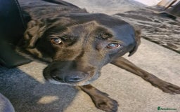 Labrador Retriever dogs for sale: Male Black Labrador PENDING  - Image 3