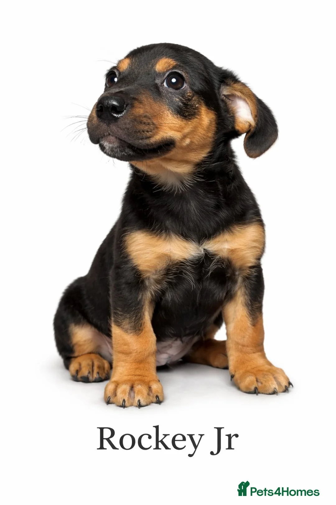 Mixed Breed dogs for sale: Staffyxjack Russell pups - Advert 2