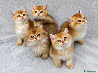 British Shorthair cats Pedigree register golden British shorthair kittens - Advert 5