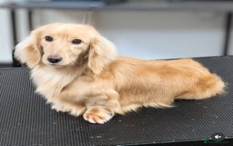 Miniature Dachshund dogs for sale: 2 male long-haired cream miniature dachshunds🩵 - Image 18