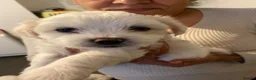 Bichon Frise dogs for sale: Bichon frinse puppy’s looking for a good home  in Alfreton - Advert 8