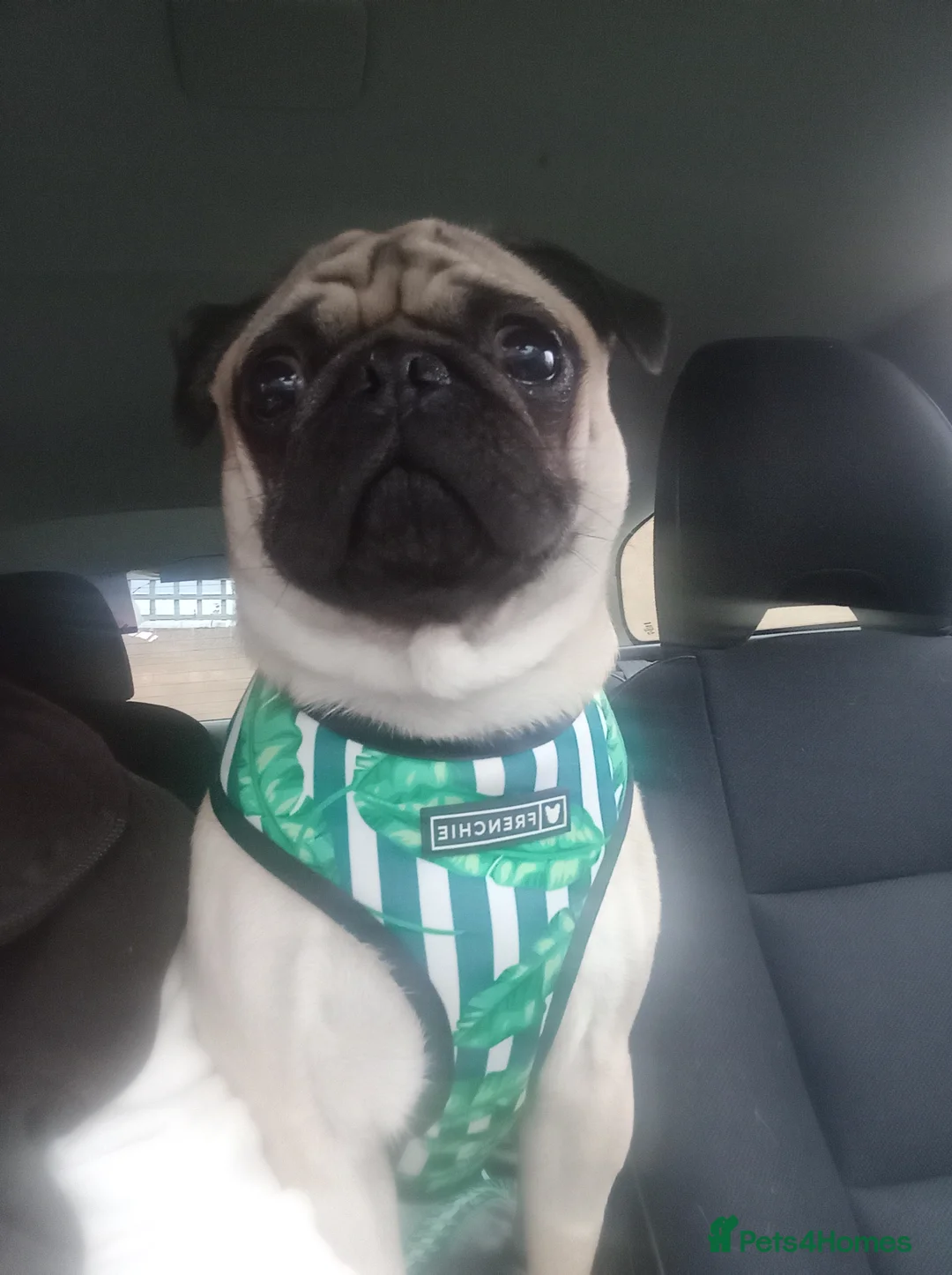 Jug dogs for sale: Jug puppies Jack Russell x pug puppies available - Advert 2