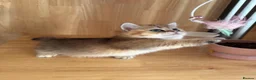 Munchkin cats for sale: Beautiful Munchkin Kitten - Advert 2
