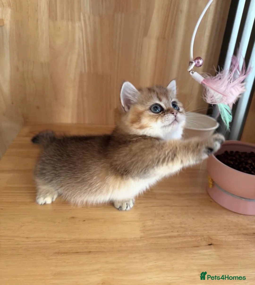 Munchkin cats for sale: Beautiful Munchkin Kitten - Advert 2