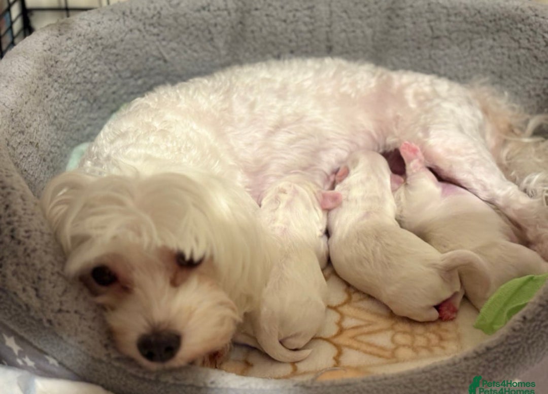 Bichon Frise dogs for sale: Bichon puppy for sale  - Advert 5