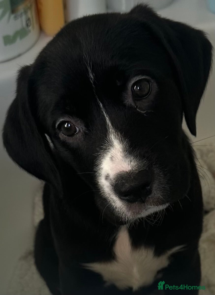 Mixed Breed dogs Lab- Cane Corso Puppies Looking for Loving Homes  - Advert 18