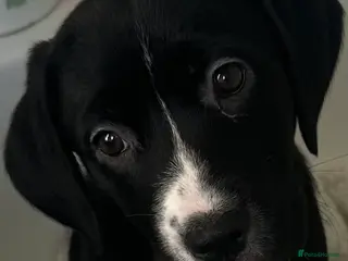 Mixed Breed dogs Lab- Cane Corso Puppies Looking for Loving Homes - Advert 18