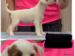 Parson Russell dogs Kc Champion Bred Parson Pups Crufts winning lines - Advert 11