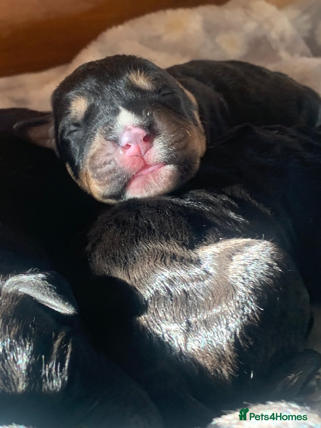 Mixed Breed dogs for sale: 4 stunning boys and 5 even more stunning girls - Advert 25