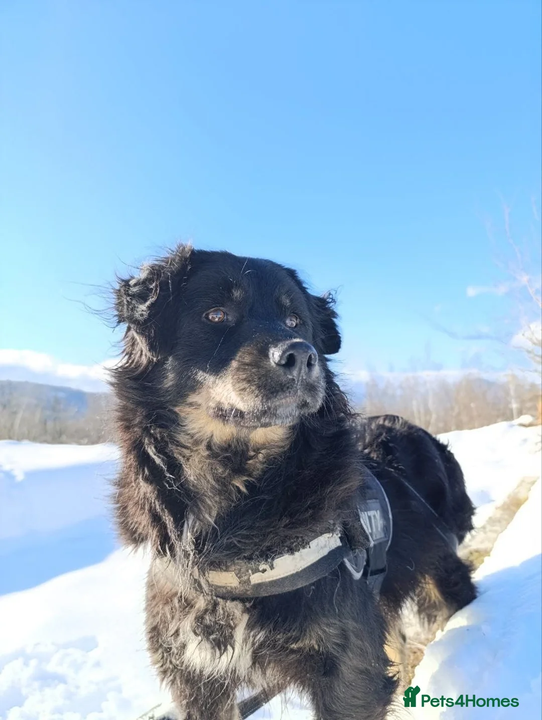 Mixed Breed dogs for adoption: ALEXANDER - Advert 2