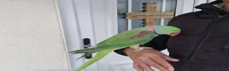 Parrots birds for sale: Super Tamed Alexanderian Parrot for sale - Advert 12