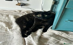 Mixed Breed cats for sale: Sweet 5 yr old tortoiseshell cat - Image 5