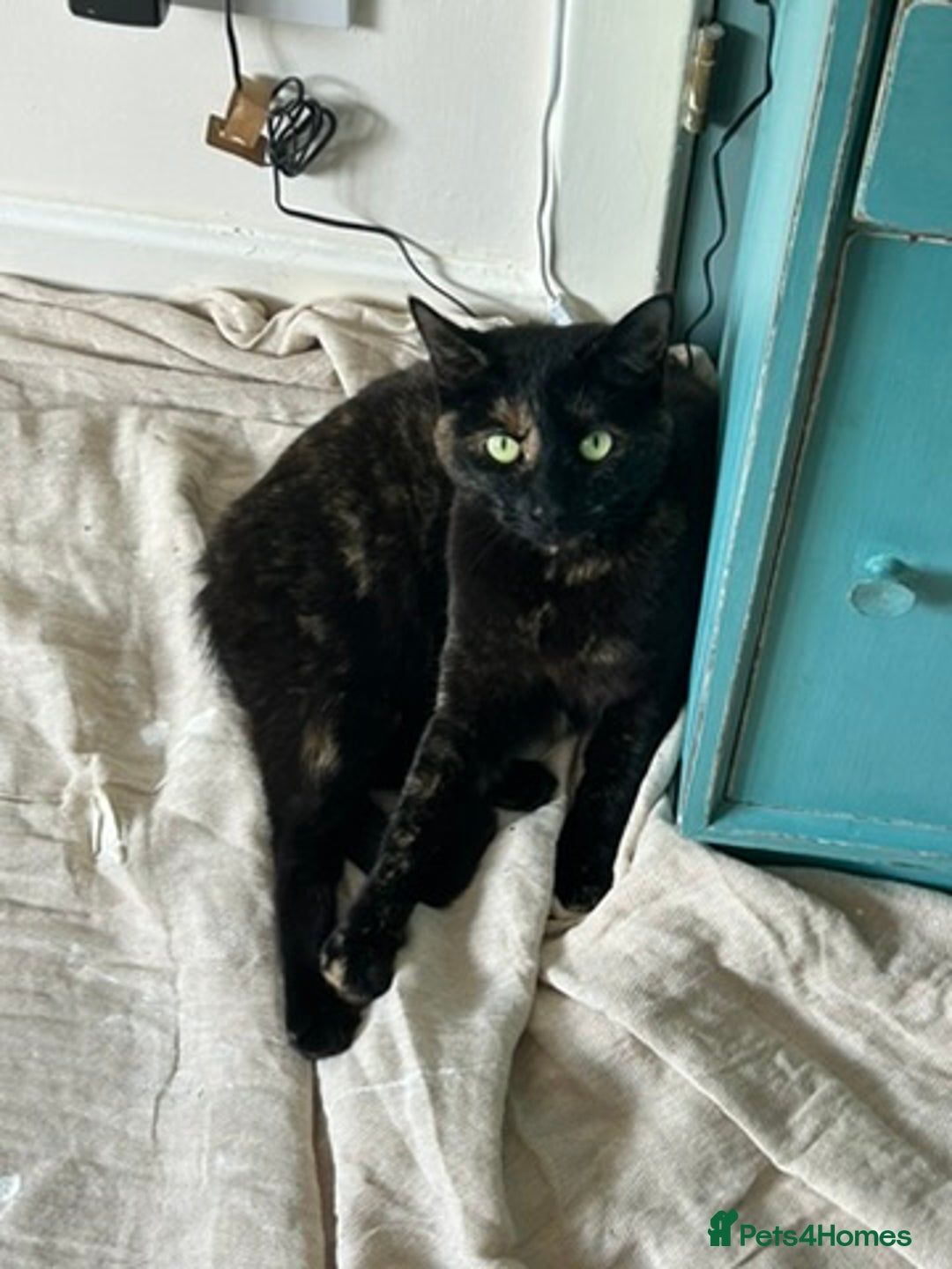 Mixed Breed cats for sale: Sweet 5 yr old tortoiseshell cat - Image 5