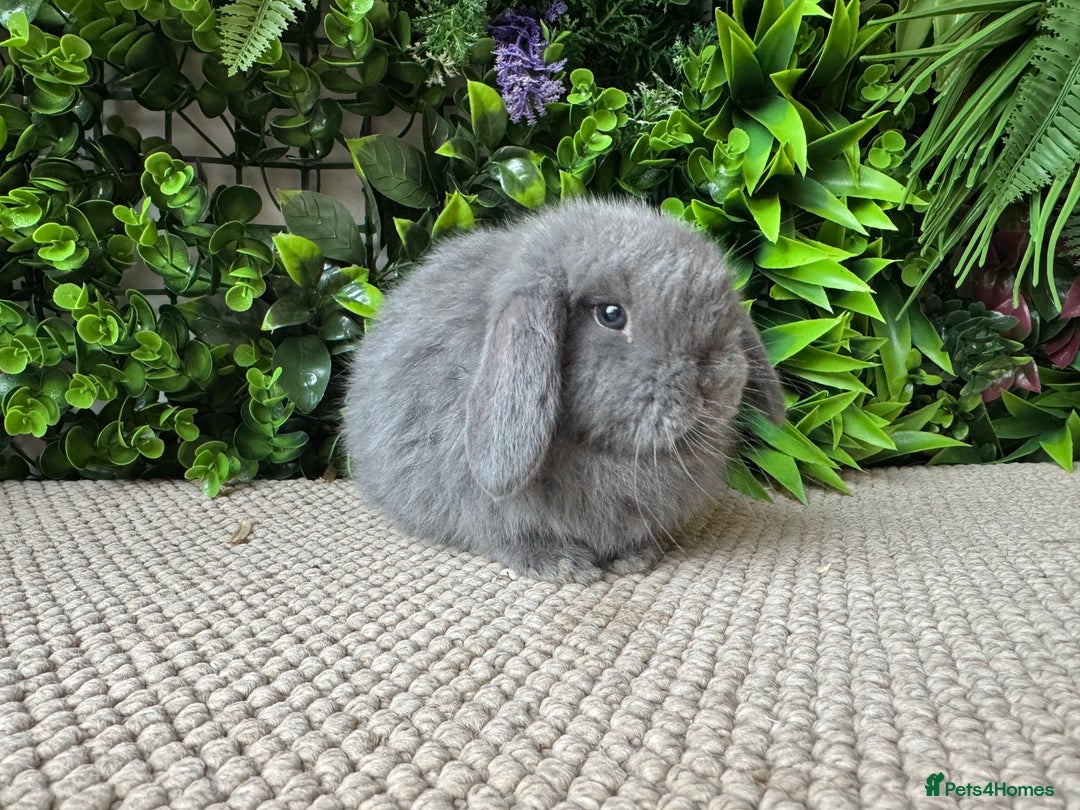 Mini Lop rabbits for sale: Mini lops 3 left to reserve - Advert 6