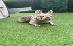 French Bulldog dogs for sale: French bulldgog 3 years old - Image 1