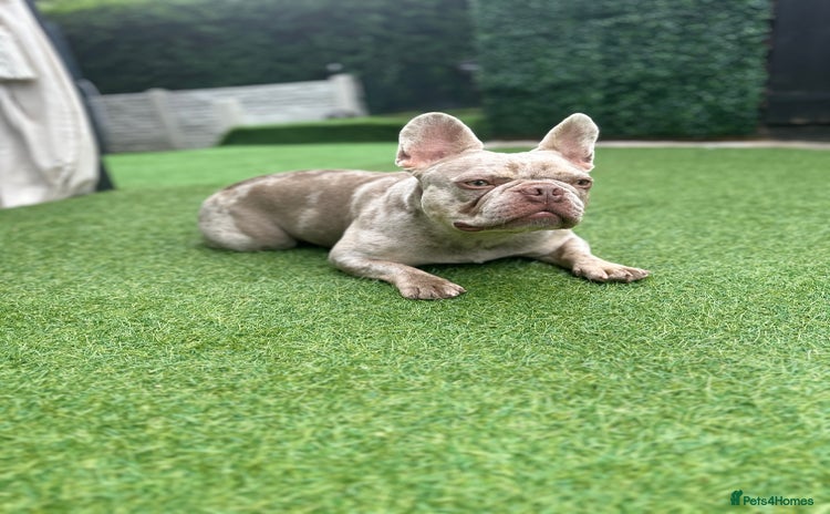 French Bulldog dogs - Advert 1