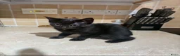 Mixed Breed cats for sale: 2 Female Persian Cross Kittens  in Dartmouth - Advert 4