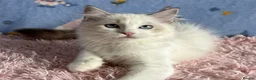 Ragdoll cats for sale: Beautiful Tica Registered Kittens Ragdoll - Advert 9