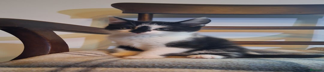 Mixed Breed Kitten 2
