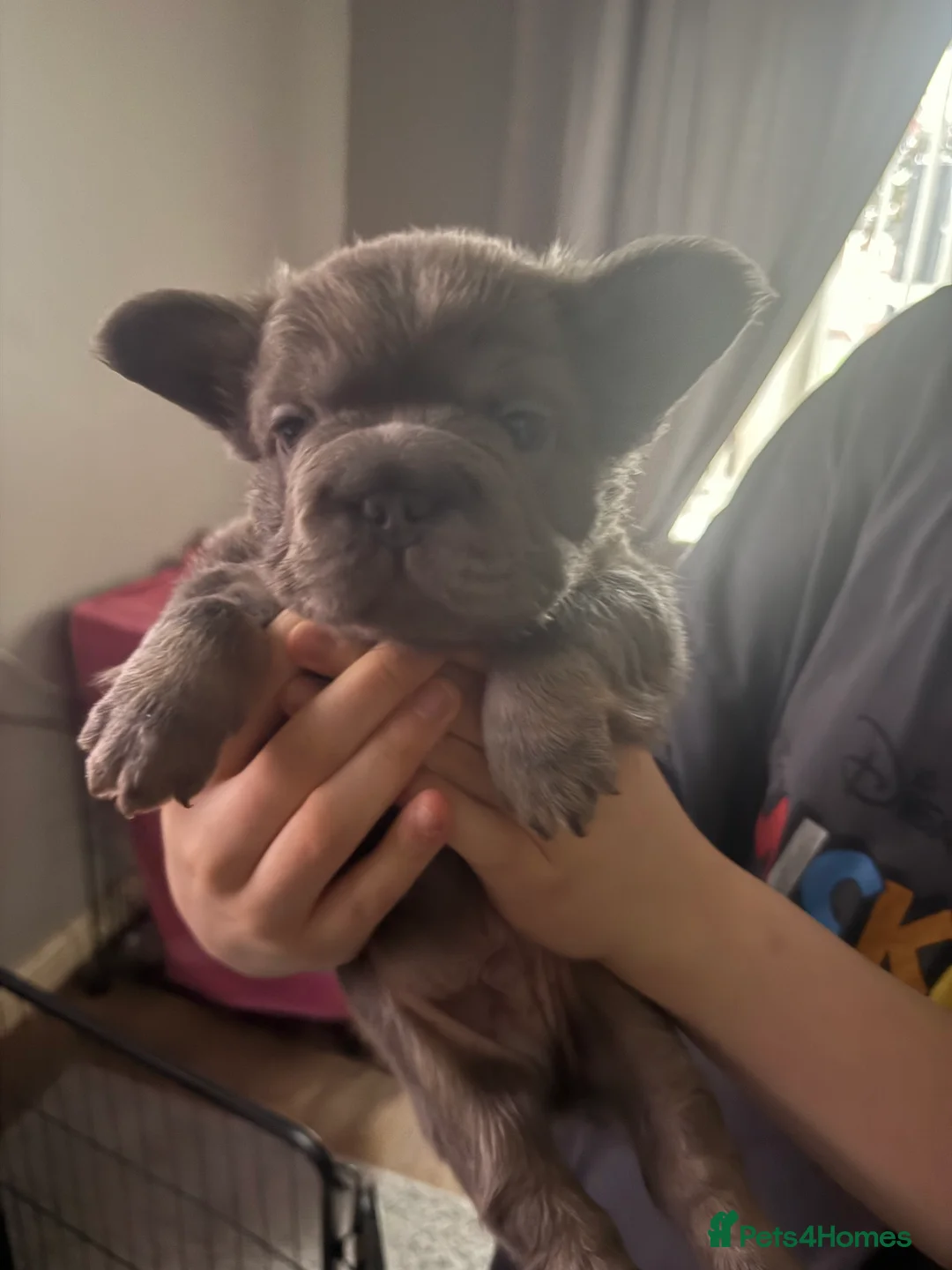 French Bulldog dogs for sale: French bulldogs  - Advert 37