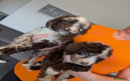 Cockapoo dogs for sale: F1 Toy Cockapoos - Image 15