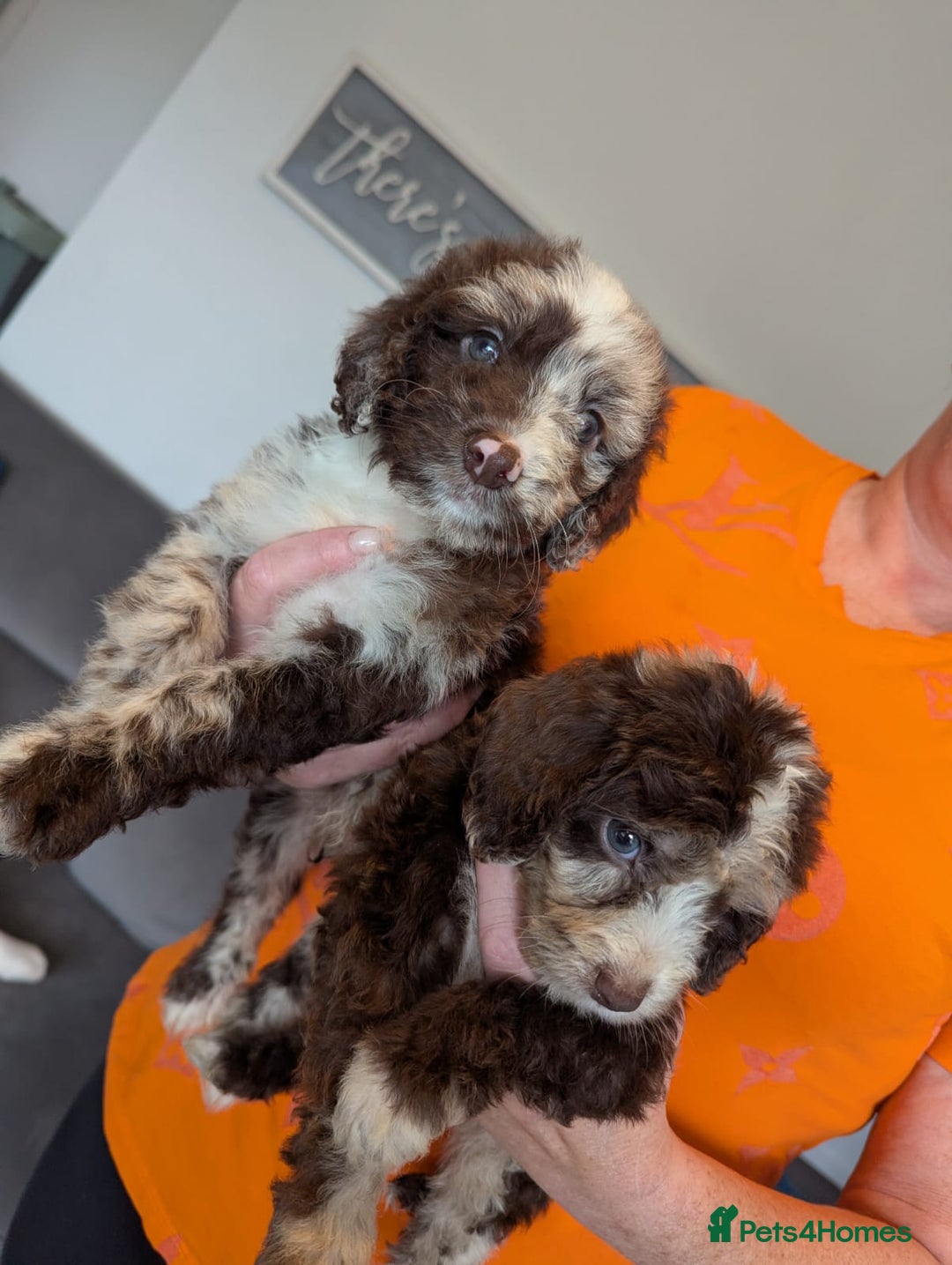 Cockapoo dogs for sale: F1 Toy Cockapoos - Image 15