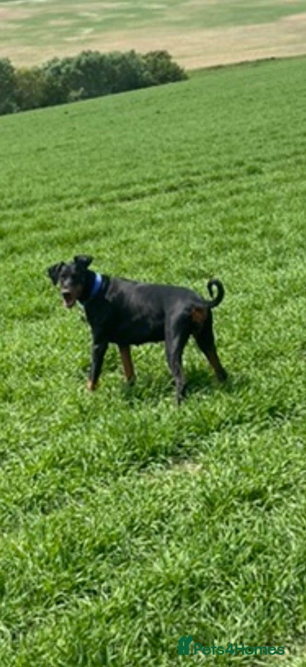Dobermann dogs Beautiful female Doberman  - Advert 1