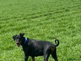 Dobermann dogs Beautiful female Doberman - Advert 1