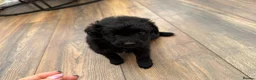 Cockapoo dogs for sale: Beautiful toy size cockatoo girl Puppy - Advert 6