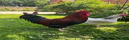 Chickens poultry for sale: Copper - Welsummer X in Malvern - Advert 7