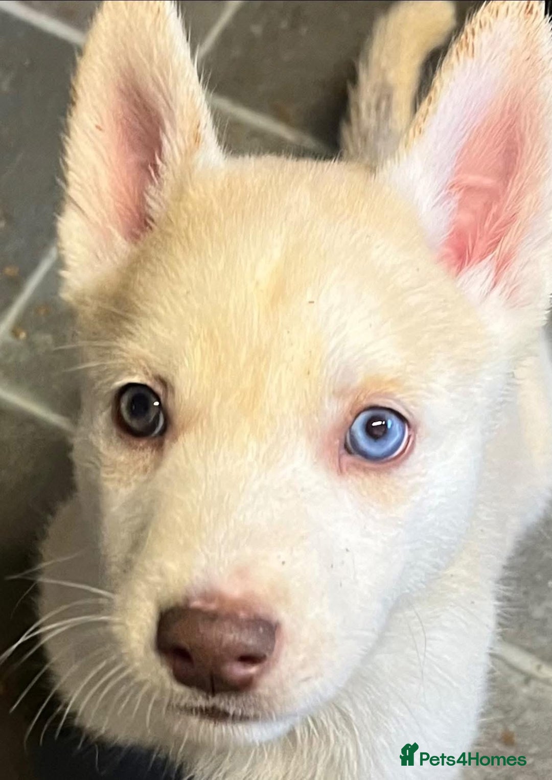 Siberian Husky dogs for sale: Beautiful Siberian Huskies- Last 4 Reduced!! - Image 19